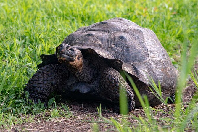 Full Day Seymour North Island & Las Bachas - Who Is This Tour Best For?