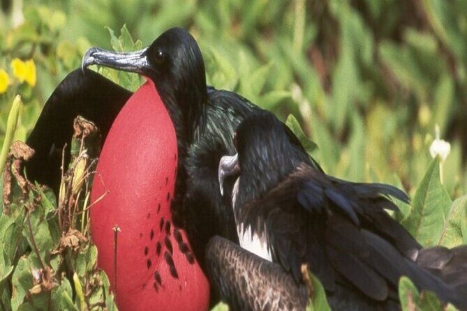 Full Day Seymour North Island & Las Bachas - Final Thoughts