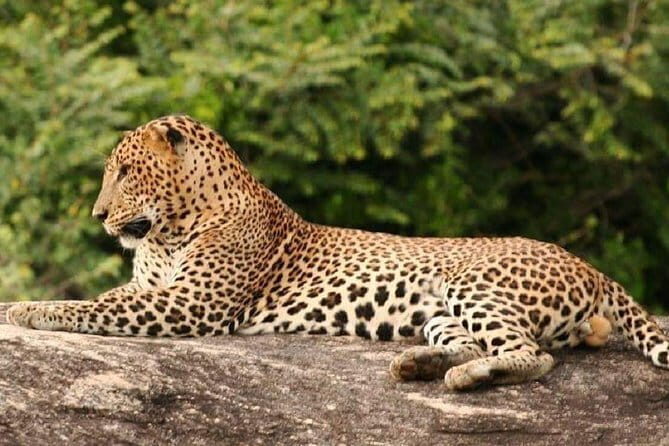 Full Day Shared Safari at Yala National Park by Yala La Safari Tours - An In-Depth Look at the Full Day Safari at Yala National Park