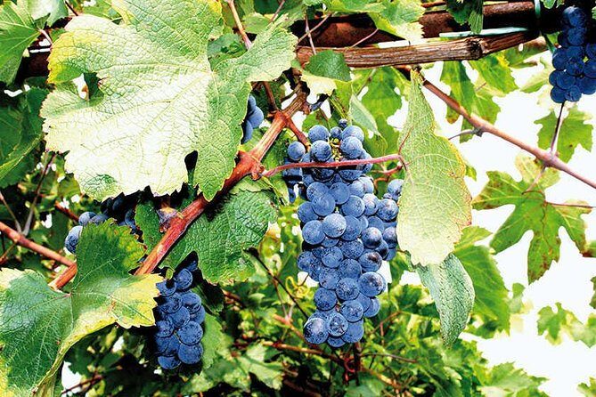 Full Day Small Group Pompeii Tour from Sorrento with Local Wine Tasting - FAQs