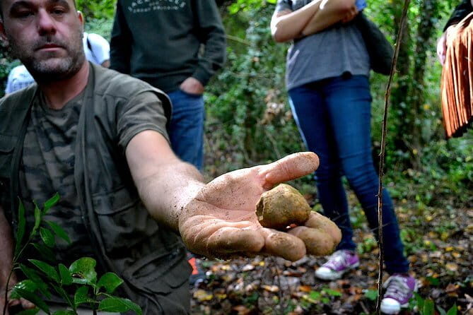 Full-Day Small-Group Truffle Hunting in Tuscany with Lunch - Who Will Love This Tour?