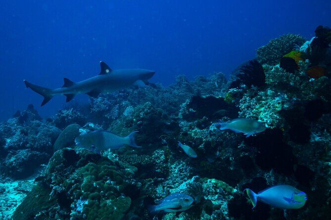 Full day Snorkeling Tour Santa Fe Island and Playa Escondida - FAQ