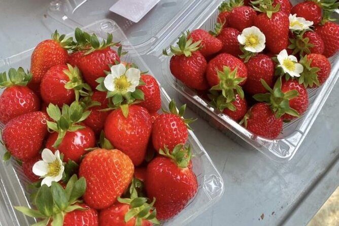 Full Day Strawberry Picking and Rail Bike in Nami Island - Final Thoughts: Is It Worth It?