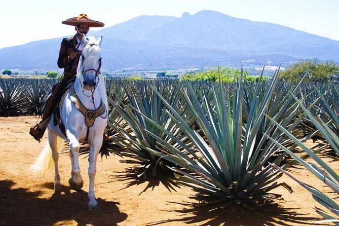 Full-Day Tequila, Jalisco from Puerto Vallarta with Tequila Experience - Who Will Enjoy This Tour?