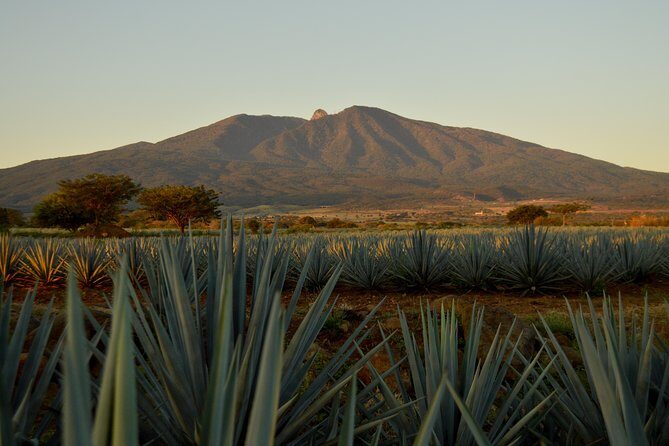 Full-Day Tequila Tour from Guadalajara - A Complete Look at the Full-Day Tequila Tour from Guadalajara
