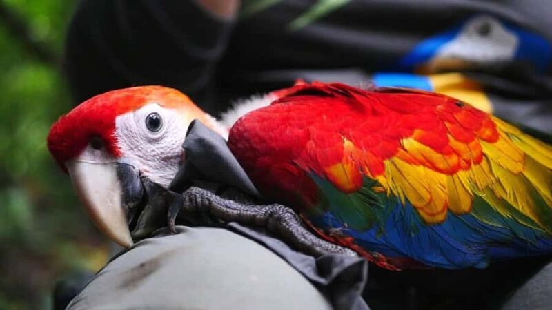 FULL DAY|| The Macaw Sanctuary in Tambopata - In-Depth Review of the Tambopata Macaw Sanctuary Tour