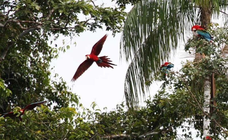 FULL DAY|| The Macaw Sanctuary in Tambopata - FAQ