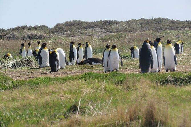 Full Day Tierra del Fuego King Penguins - Authenticity and Personal Touches