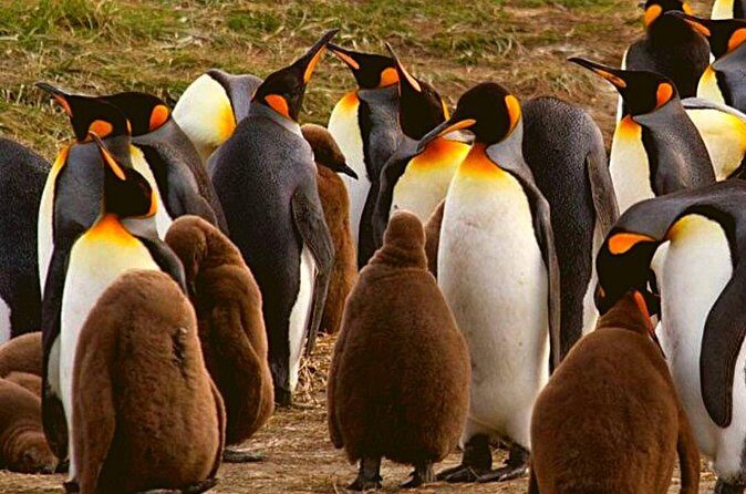 Full Day Tierra del Fuego King Penguins - The Sum Up: Is This Tour Right for You?