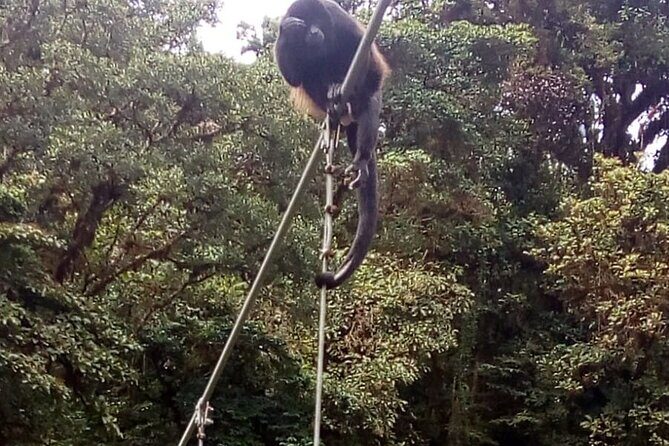 Full day to Monteverde from San Jose with Canopy and Reptil Amphibians watching - Who Should Consider This Tour?