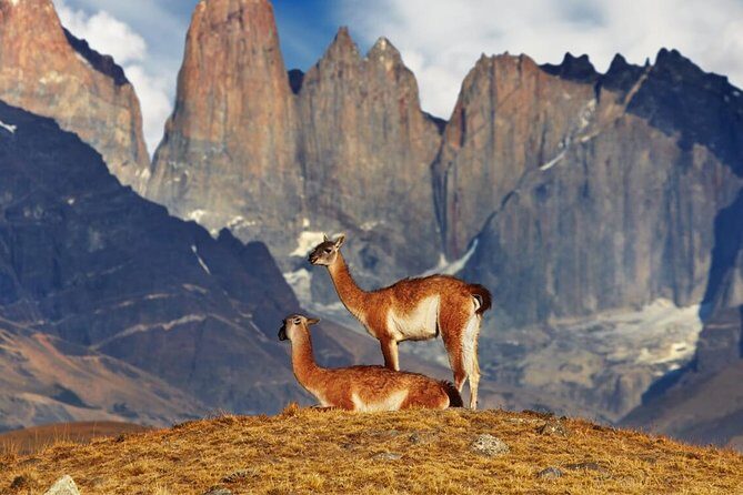 Full Day Torres del Paine & Milodon - Detailed Review: What to Expect on This Full-Day Tour