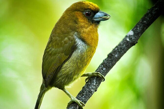 Full Day Tour Corcovado National Park. - The Highlight: Lunch at Sirena Station