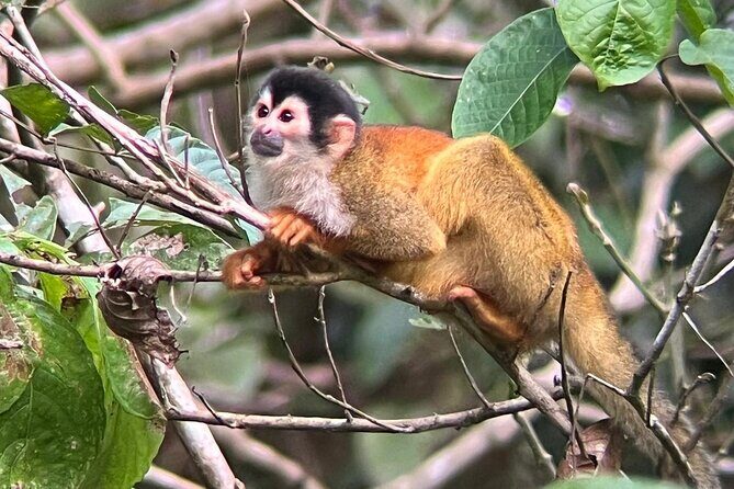 Full Day Tour Corcovado National Park. - What People Are Saying