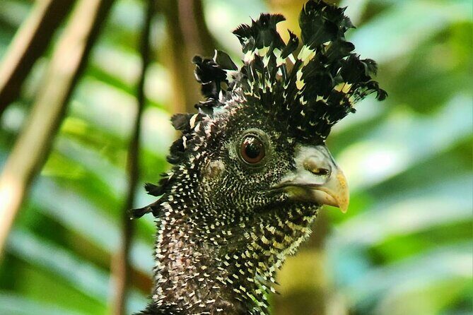 Full Day Tour Corcovado National Park. - Who Would Love This Tour?