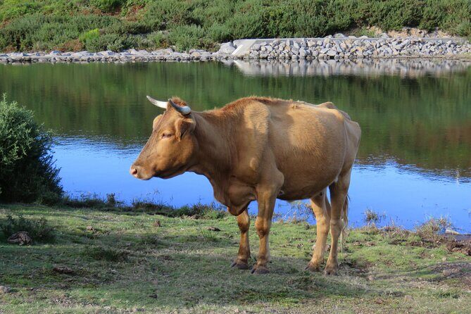 Full Day Tour in 4x4 Jeep to Porto Moniz and Fanal - Frequently Asked Questions