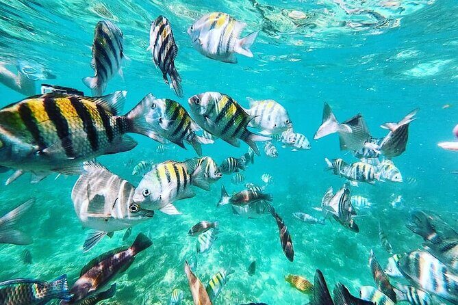 Full-day Tour in 5 Islands of Cartagena with Snorkel Included - FAQ