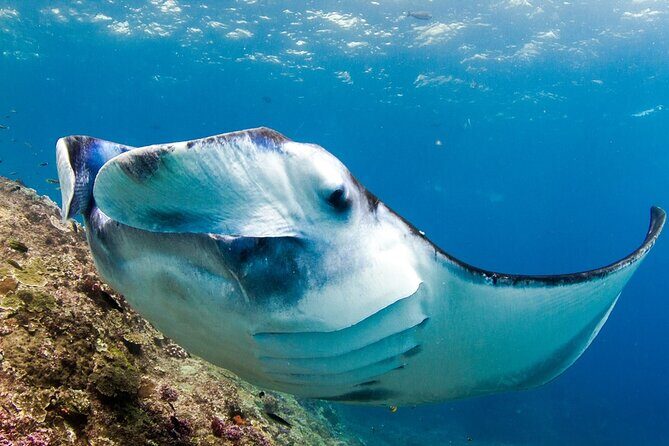 Full-Day Tour in Nusa Penida Island + Snorkeling Experience - Who Will Love This Tour?