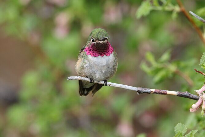 Full Day Tour in Rocky Mountain National Park Lunch Included - Experience Rocky Mountain National Park with a Local Guide: A Full-Day Adventure