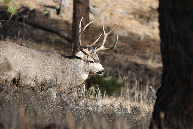 Full Day Tour in Rocky Mountain National Park Lunch Included - Key Points