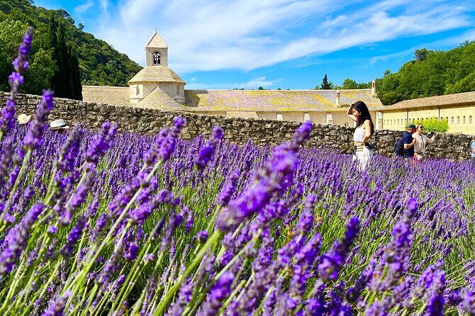 Full Day Tour in the Lavenders of Valensole or Sault - Discover the Lavender Fields of Provence with a Full-Day Tour from Avignon