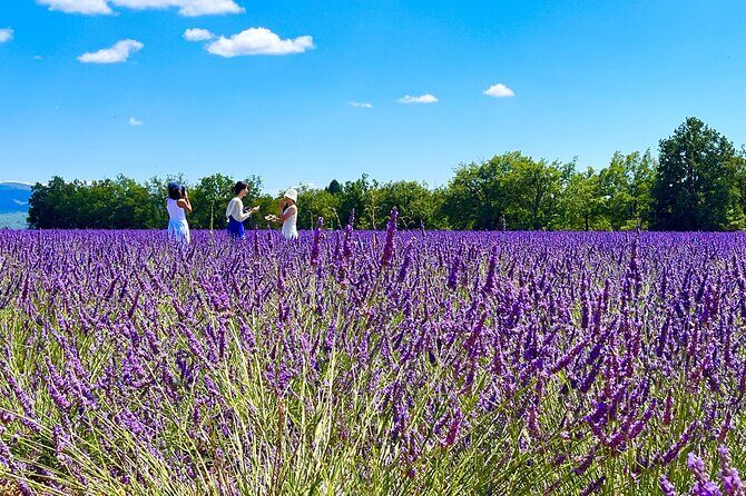 Full Day Tour in the Lavenders of Valensole or Sault - A Detailed Look at the Full Day Lavender Tour