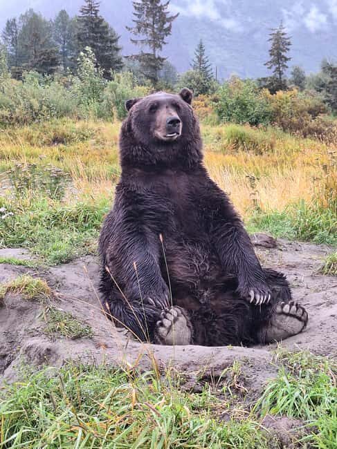 Full-day Tour in Turnagain - Discover Alaska’s Natural Beauty on a Full-Day Turnagain Tour