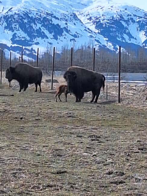Full-day Tour in Turnagain - Who Should Consider This Tour?