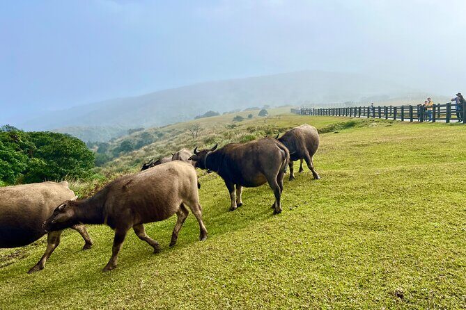 Full-day Tour in Yangmingshan & Beitou from Taipei - What Travelers Are Saying