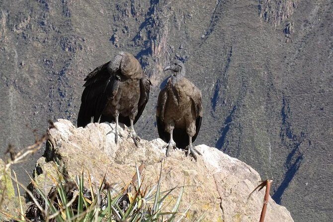 Full Day Tour Including Transfer to Puno / Colca Canyon - Authentic Experiences and What Travelers Say
