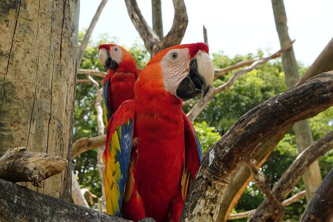 Full-Day Tour Isla Baru - National Aviary of Colombia and Playa Blanca - A Complete Breakdown of the Experience