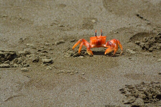 Full Day Tour Isla Salango Snorkel Seabirds from Guayaquil - Key Points