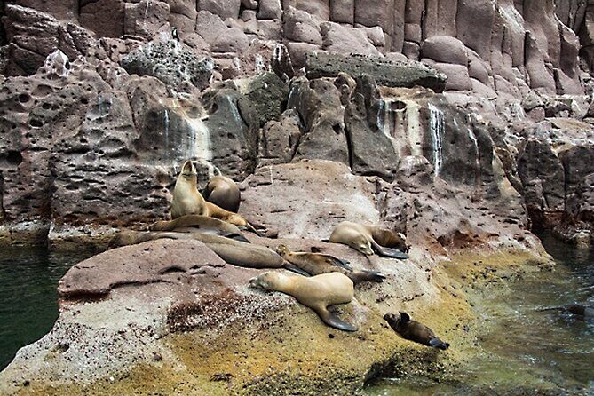 Full-Day Tour Nature Experience at Isla Espiritu Santo! Sea Lions - Authentic Experiences and Real Opinions