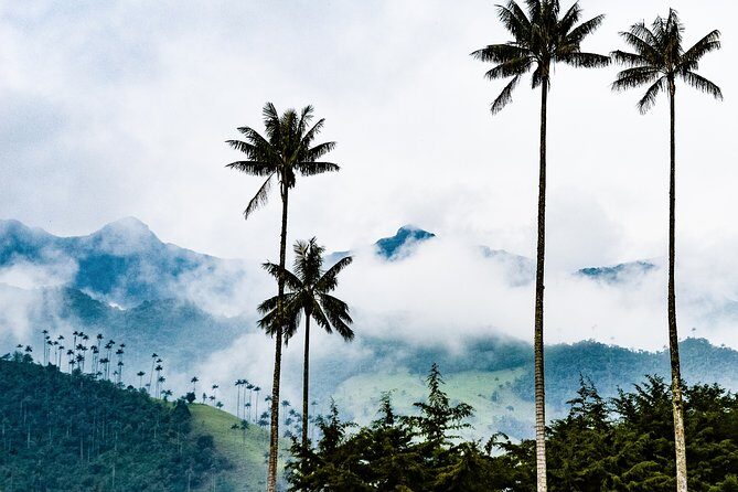 Full Day Tour of Cocora Valley, Salento, and Coffee Farm Tour (from Pereira) - An In-Depth Look at This Full-Day Coffee and Nature Tour