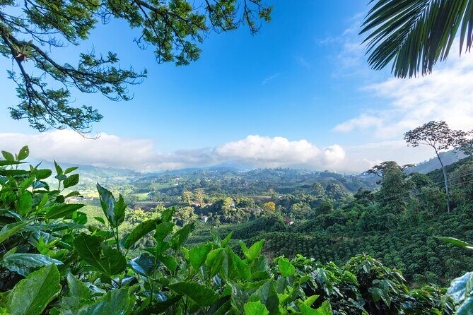 Full Day Tour of Cocora Valley, Salento, and Coffee Farm Tour (from Pereira) - Frequently Asked Questions