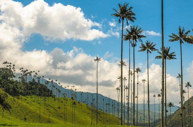 Full Day Tour of Cocora Valley, Salento, and Filandia Coffee Town (from Armenia) - FAQ