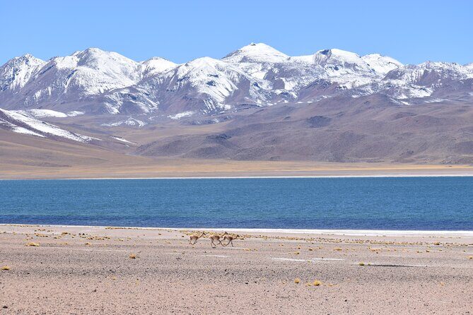 Full Day Tour Piedras Rojas Altiplanic Lagoons Chaxa Lagoon - Exploring the Itinerary in Detail