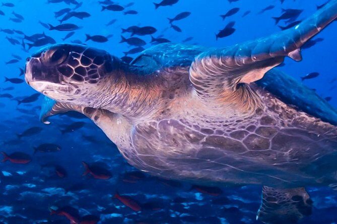 Full Day Tour Pinzon Island + La Fe/Las Palmas - Snorkeling & Fishing - FAQs