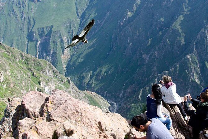 Full Day Tour to Colca from Arequipa - A Full Day Exploring the Wonders of Colca Canyon from Arequipa