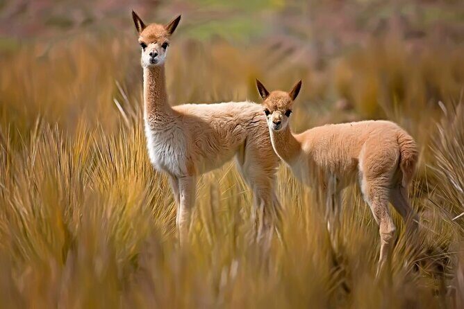 Full Day Tour to Colca from Arequipa - FAQ