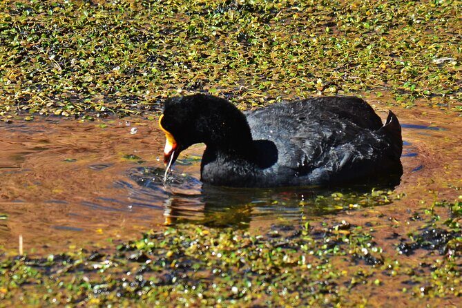 Full Day Tour to Geyser del Tatio, Vado Putana and Machuca - What’s Included and What to Expect