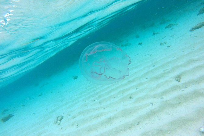 Full-Day Tour to Punta Rucia and Cayo Arena with Snorkeling - A Well-Balanced Perspective: Pros and Cons