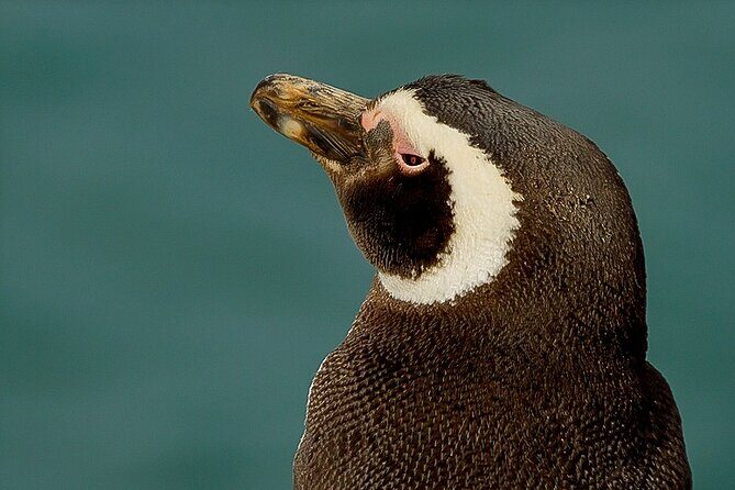 Full-Day Tour to Punta Tombo Penguin Colony - What the Tour Includes and How It Works