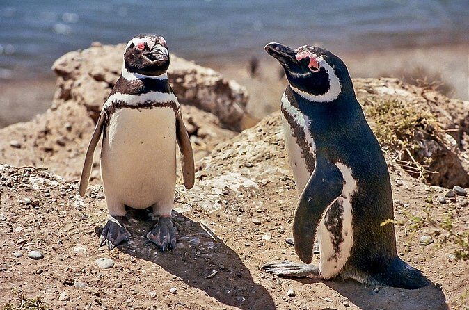 Full-Day Tour to Punta Tombo Penguin Colony - Who Should Consider This Tour?
