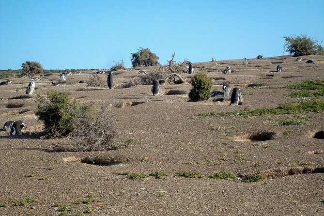 Full-Day Tour to Punta Tombo Penguin Colony - The Sum Up