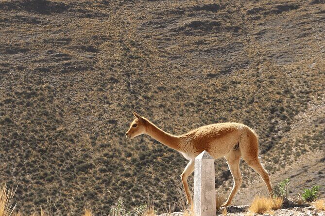 Full-Day Tour to Salinas Grandes and Purmamarca From Salta - Who Should Consider This Tour?