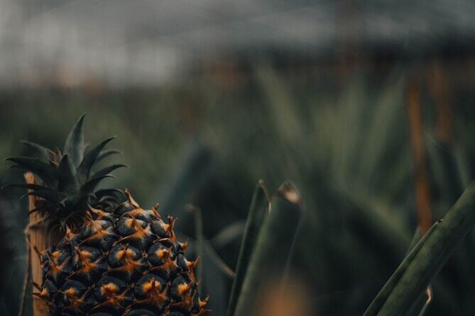Full Day Tour to Seven Cities, Fire Lagoon and Pineapple Plantation - Authentic Guides and Positive Experiences
