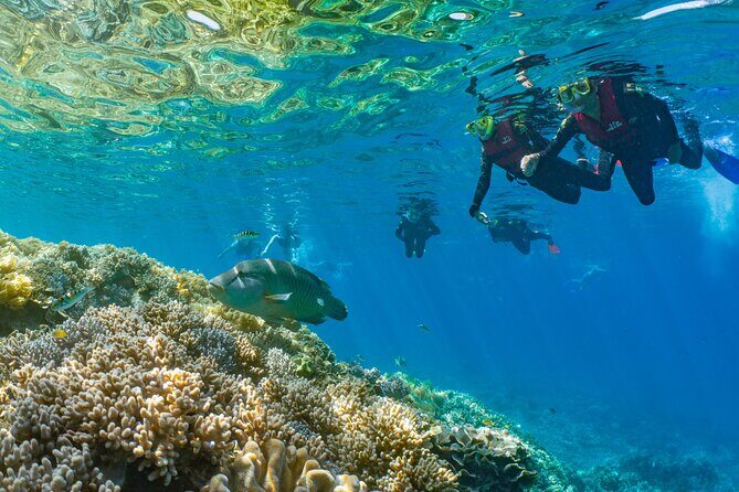 Full Day Tour to Sunlover Cruises Moore Reef and Fitzroy Island - Key Points