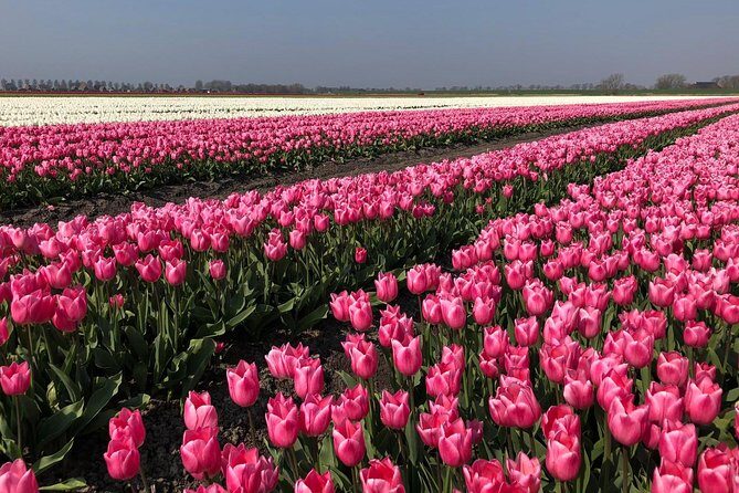 Full day tour to Texel - Friesian Islands - from Amsterdam - Key Points