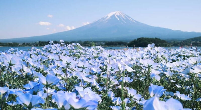 Full-Day Tour to the Picturesque Spots of Mount Fuji - Who Should Consider This Tour?