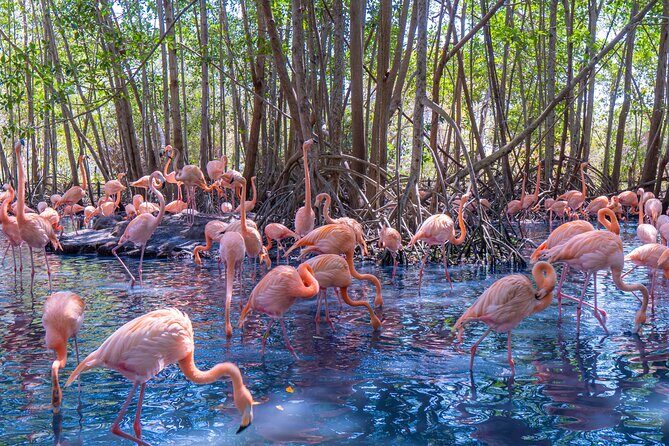 Full Day Tour to the Playa Blanca National Aviary and Plankton - Key Points